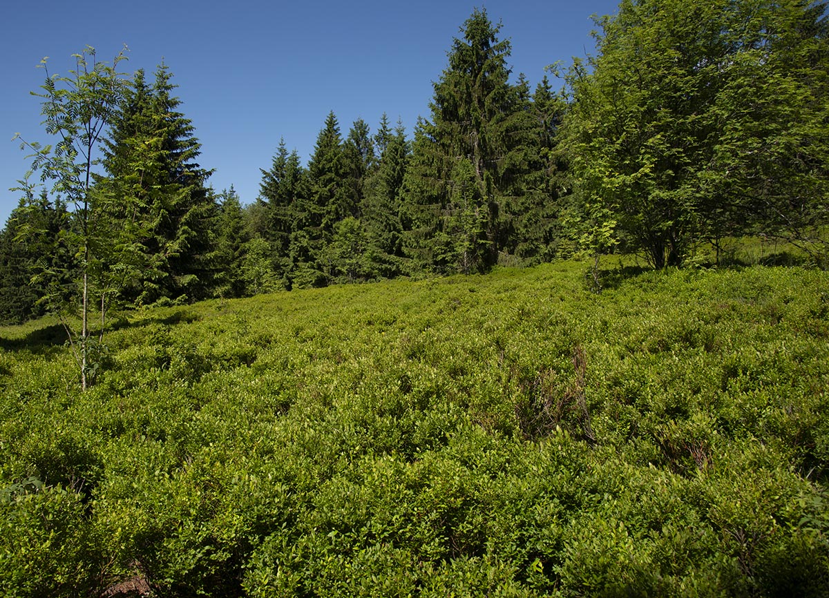 vor dem Wald